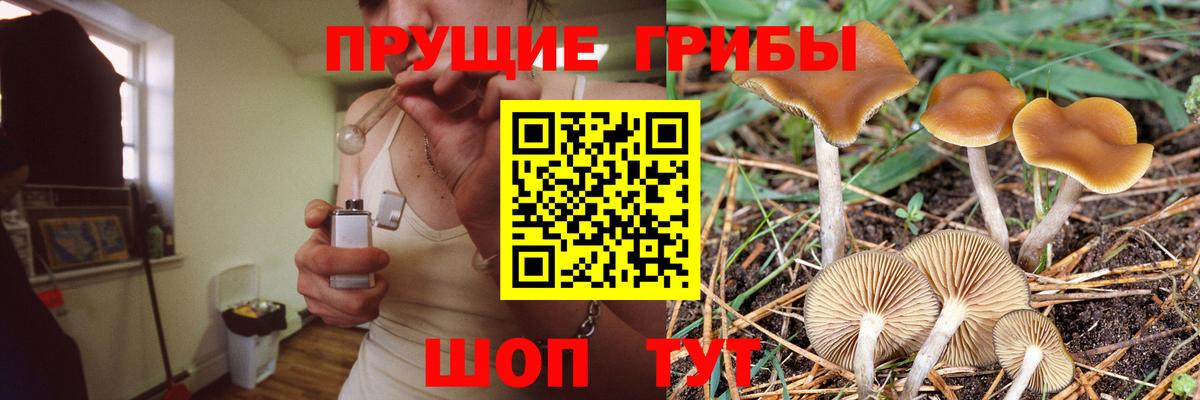 Обь  Галлюциногенные грибы Cubensis  Вход с VPN 